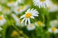 Meadow of white Chamomile flowers, close up. Herbal medicine. Flower of garden or medicinal chamomile. Chamomile flowers Royalty Free Stock Photo