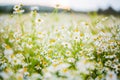 Meadow of white Chamomile flowers, close up. Herbal medicine. Flower of garden or medicinal chamomile. Chamomile flowers Royalty Free Stock Photo