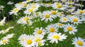 Meadow of white Chamomile flowers close up. Royalty Free Stock Photo