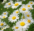 Meadow of white Chamomile flowers close up. Royalty Free Stock Photo