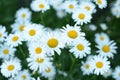 Meadow of white daisies close-up. Growing chamomile flowers at home for bouquets. Royalty Free Stock Photo