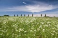 Meadow with white flowers in front of a row of trees Royalty Free Stock Photo