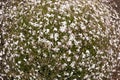 Meadow with white flowers Gypsophila repens, perennial herbaceous plant