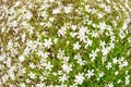 Meadow with white flowers Gypsophila repens, perennial herbaceous plant Royalty Free Stock Photo