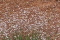 Meadow with white flowers Gypsophila repens, perennial herbaceous plant Royalty Free Stock Photo