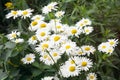 Meadow of white nivian flowers