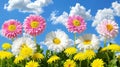 Meadow with white pink daisies, yellow dandelions, morning light, blue sky perfect for text overlay Royalty Free Stock Photo