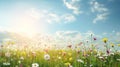 Meadow with white and pink spring daisy flowers and yellow dandelions under sunny blue sky Royalty Free Stock Photo