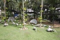 A meadow with white swans and grass and trees and stones in the Nong Nooch tropical botanic garden near Pattaya city in Thailand