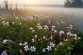 meadow of white wildflowers in morning fog Royalty Free Stock Photo