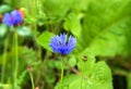 Meadow with wild flowers Royalty Free Stock Photo