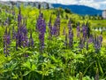 Purple and Blue Lupin flowers in urban meadow Royalty Free Stock Photo