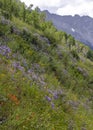 Meadow of wild flowers in Colorado Royalty Free Stock Photo