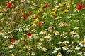 Meadow with wild flowers Royalty Free Stock Photo
