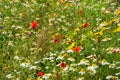 Meadow with wild flowers Royalty Free Stock Photo