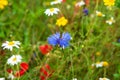 Meadow with wild flowers Royalty Free Stock Photo