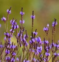 Meadow of wild flowers lavandula canariensis