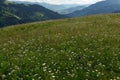 A meadow with wild flowers overlooking the green mountains in the background. Royalty Free Stock Photo