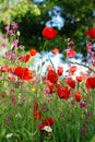 Meadow with wild flowers, red poppy Royalty Free Stock Photo