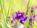 Meadow with wild flowers spring violets Royalty Free Stock Photo