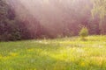 Meadow with wild flowers in the sunlight at the forest landscape Royalty Free Stock Photo