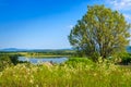 Meadow with wild flowers and a tree in front of the lake Royalty Free Stock Photo