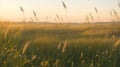 A meadow with wild grasses swaying in the evening breeze