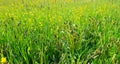 Meadow with wild growing plants and flowers.