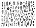 Meadow wild herbs, floral twigs branches silhouettes set Royalty Free Stock Photo