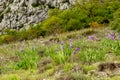 Meadow with wild Iris in Croatian mountains.