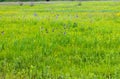 Meadow with wild iris flowers Royalty Free Stock Photo