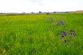Meadow with wild iris flowers Royalty Free Stock Photo