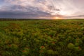 Meadow with wild peonies