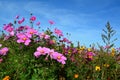 Meadow with wild pink and lilac colored flowers