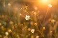 Meadow. Wild plants at sunset