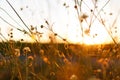 Meadow. Wild plants at sunset