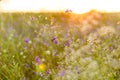 Meadow. Wild plants at sunset