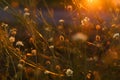 Meadow. Wild plants at sunset