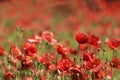 In the meadow - wild poppy flowers