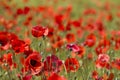 in the meadow - wild poppy flowers