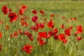 in the meadow - wild poppy flowers