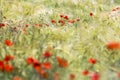 in the meadow - wild poppy flowers