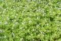 Meadow with wild purple smal flowers. Floral background.