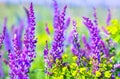 Meadow with wild purple and violet flowers Royalty Free Stock Photo