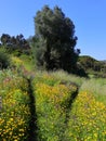 Meadow of wild spring flowers and Eucalyptus trees, Oeiras, Lisbon, Portugal. Royalty Free Stock Photo