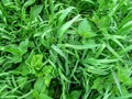 Herbaceous texture - young juicy nettle among the high stems of green grass of the Elymus repens - top view