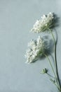 Meadow wildflower stems close up, aesthetic minimalist floral pattern with sunlight shadows on neutral pale blue