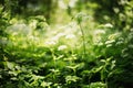 Meadow with wildflowers. Spring or summer season nature abstract background with grass and bokeh lights. Royalty Free Stock Photo