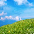 Meadow with wildflowers Royalty Free Stock Photo