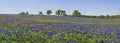 Meadow of wildflowers - bluebonnets and paintbrush